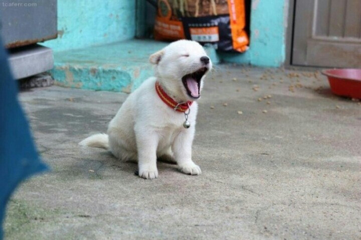 시골 강아지의 정석_4.jpg