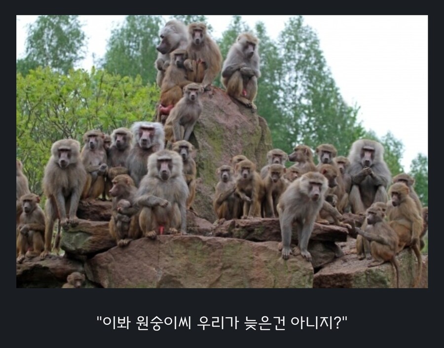 원숭이 아저씨의 대모험_38.jpg