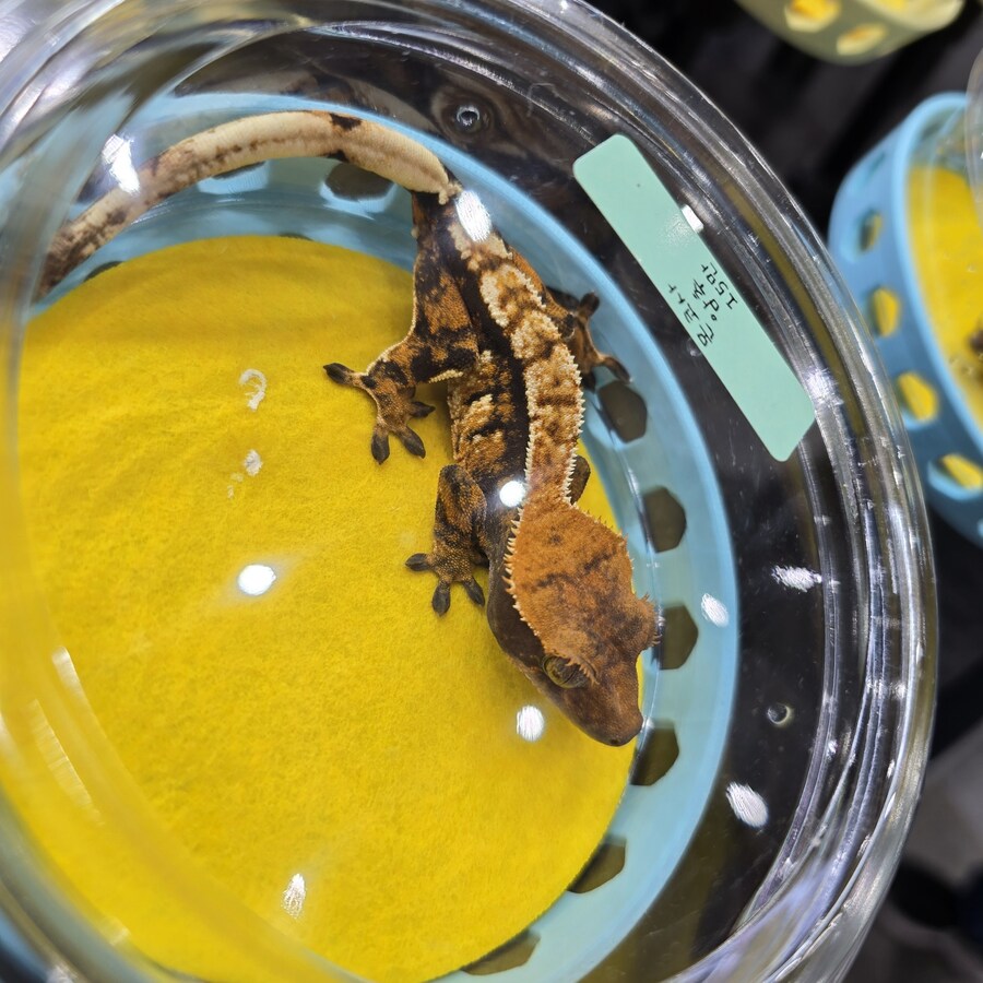 오늘 수원에서 하는 이색애완동물 박람회 다녀왔습니다._2.jpg