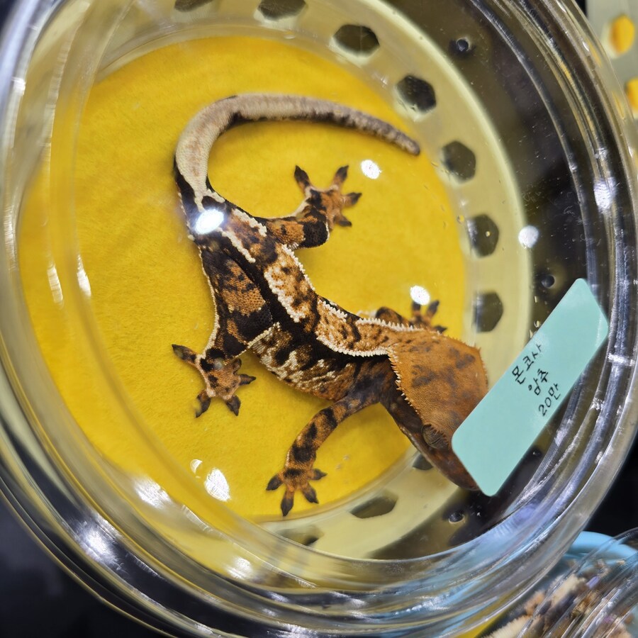 오늘 수원에서 하는 이색애완동물 박람회 다녀왔습니다._3.jpg