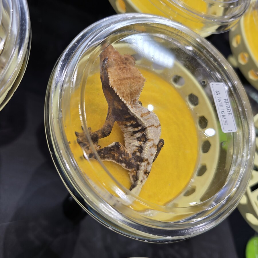 오늘 수원에서 하는 이색애완동물 박람회 다녀왔습니다._4.jpg