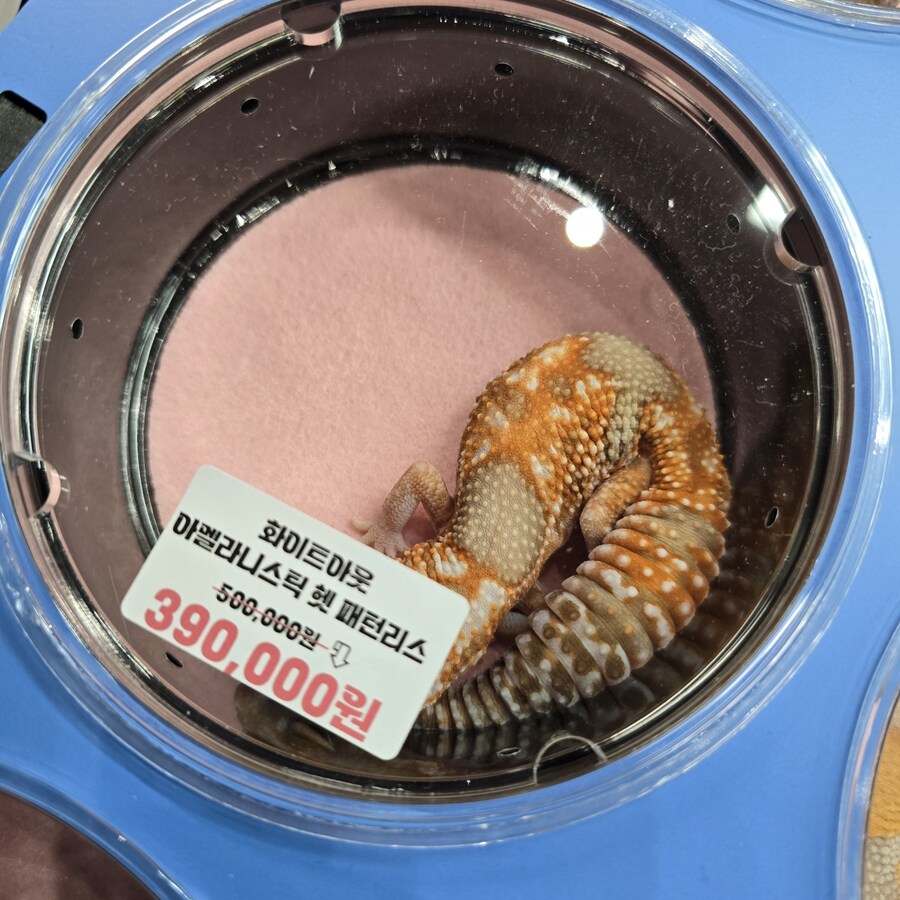 오늘 수원에서 하는 이색애완동물 박람회 다녀왔습니다._6.jpg