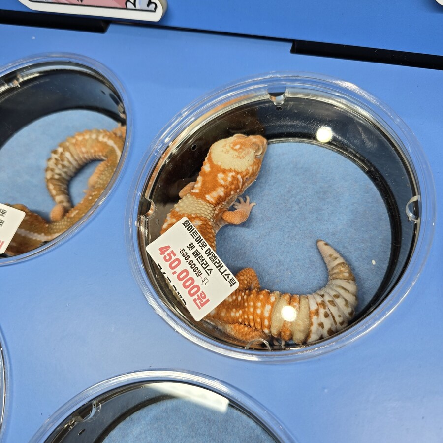 오늘 수원에서 하는 이색애완동물 박람회 다녀왔습니다._8.jpg