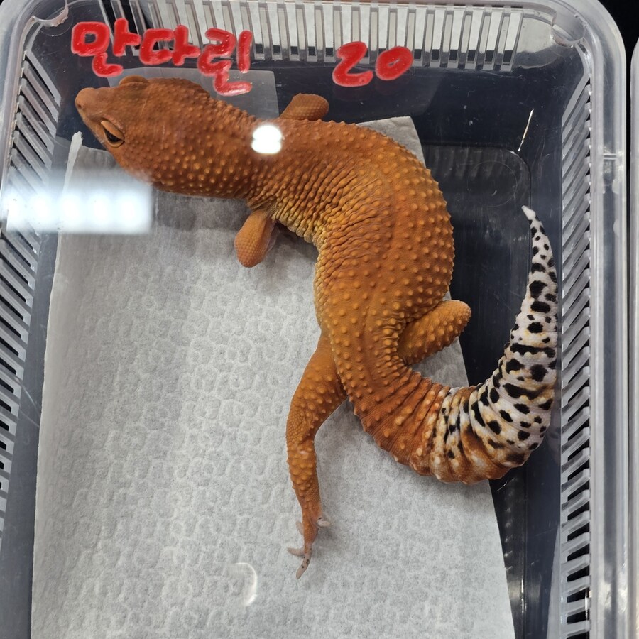 오늘 수원에서 하는 이색애완동물 박람회 다녀왔습니다._10.jpg