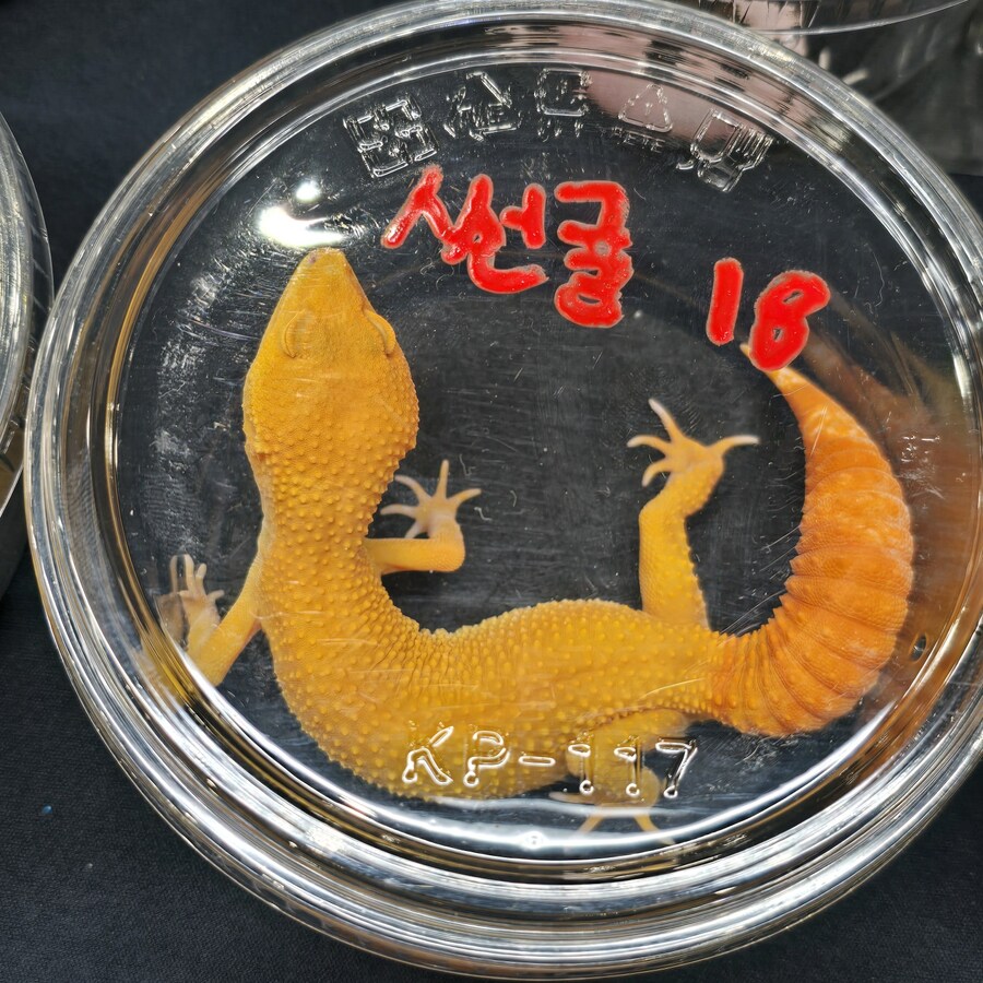 오늘 수원에서 하는 이색애완동물 박람회 다녀왔습니다._11.jpg