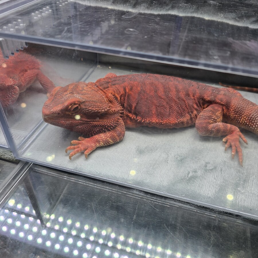 오늘 수원에서 하는 이색애완동물 박람회 다녀왔습니다._15.jpg