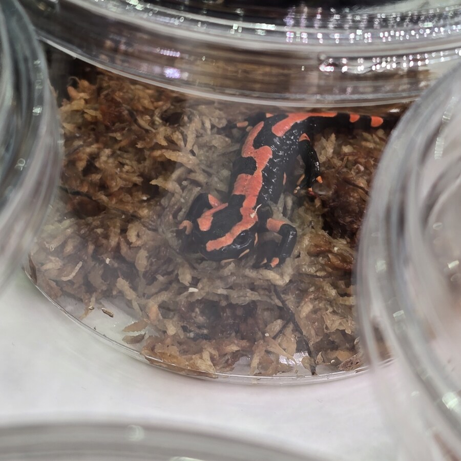 오늘 수원에서 하는 이색애완동물 박람회 다녀왔습니다._19.jpg