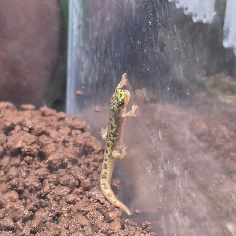 오늘 수원에서 하는 이색애완동물 박람회 다녀왔습니다._22.jpg