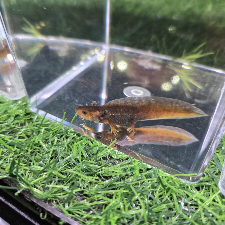 오늘 수원에서 하는 이색애완동물 박람회 다녀왔습니다._25.jpg