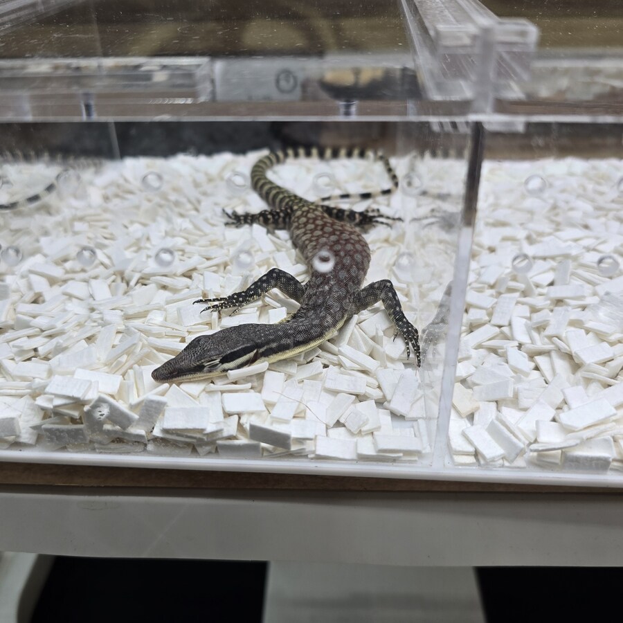 오늘 수원에서 하는 이색애완동물 박람회 다녀왔습니다._30.jpg