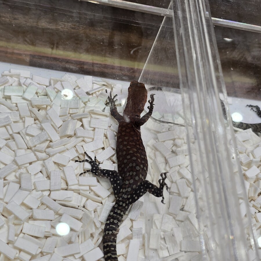 오늘 수원에서 하는 이색애완동물 박람회 다녀왔습니다._32.jpg