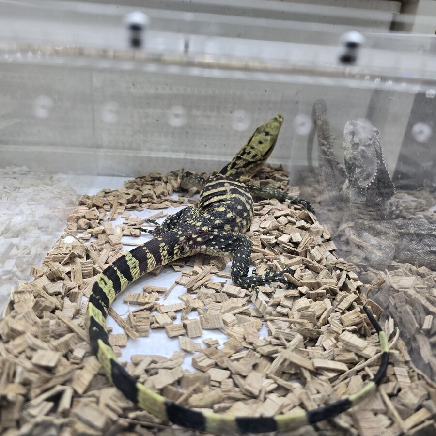 오늘 수원에서 하는 이색애완동물 박람회 다녀왔습니다._34.jpg