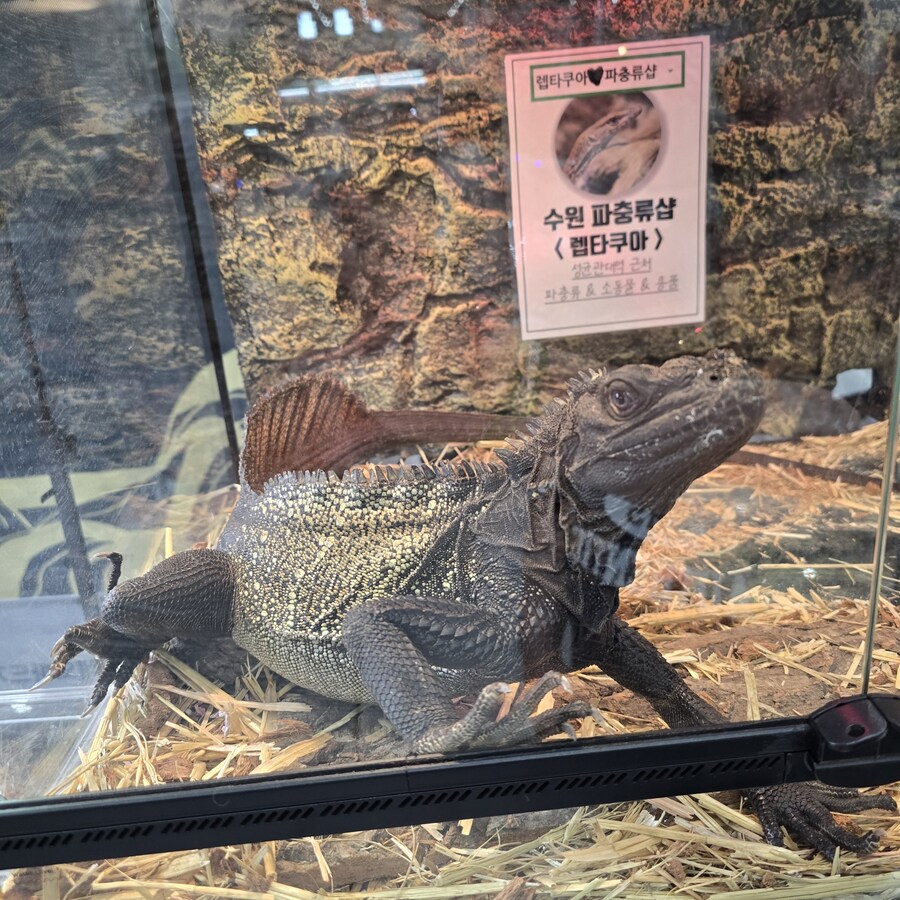 오늘 수원에서 하는 이색애완동물 박람회 다녀왔습니다._36.jpg