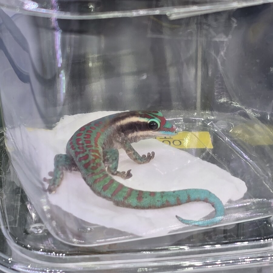 오늘 수원에서 하는 이색애완동물 박람회 다녀왔습니다._37.jpg