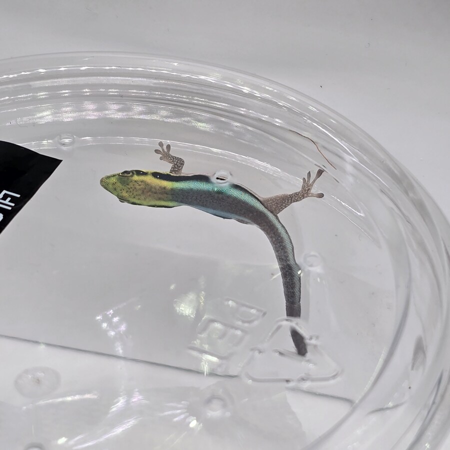 오늘 수원에서 하는 이색애완동물 박람회 다녀왔습니다._38.jpg