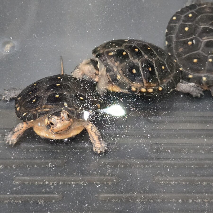 오늘 수원에서 하는 이색애완동물 박람회 다녀왔습니다._41.jpg