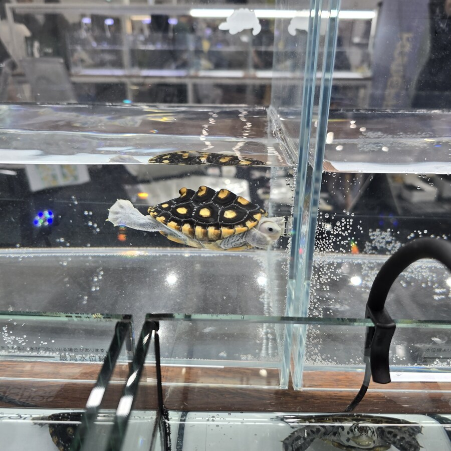 오늘 수원에서 하는 이색애완동물 박람회 다녀왔습니다._43.jpg