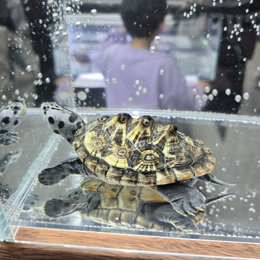 오늘 수원에서 하는 이색애완동물 박람회 다녀왔습니다._45.jpg