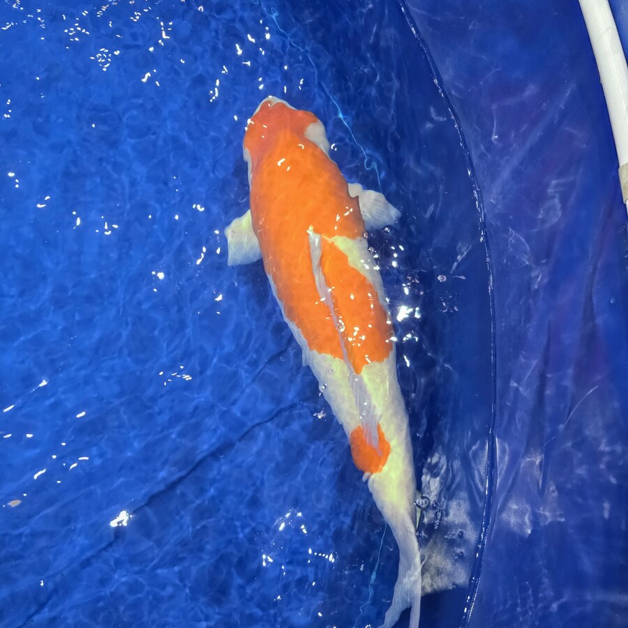 오늘 수원에서 하는 이색애완동물 박람회 다녀왔습니다._51.jpg