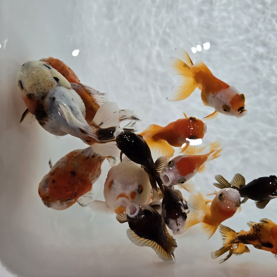 오늘 수원에서 하는 이색애완동물 박람회 다녀왔습니다._57.jpg