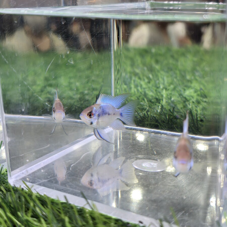 오늘 수원에서 하는 이색애완동물 박람회 다녀왔습니다._70.jpg