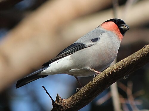 정말 멋있는 새_1.jpg