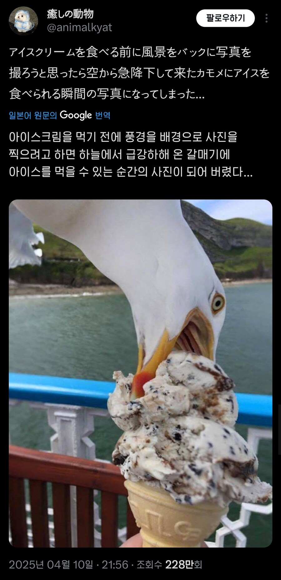 야외에서 아이스크림 먹는 모습.jpg_1.jpg