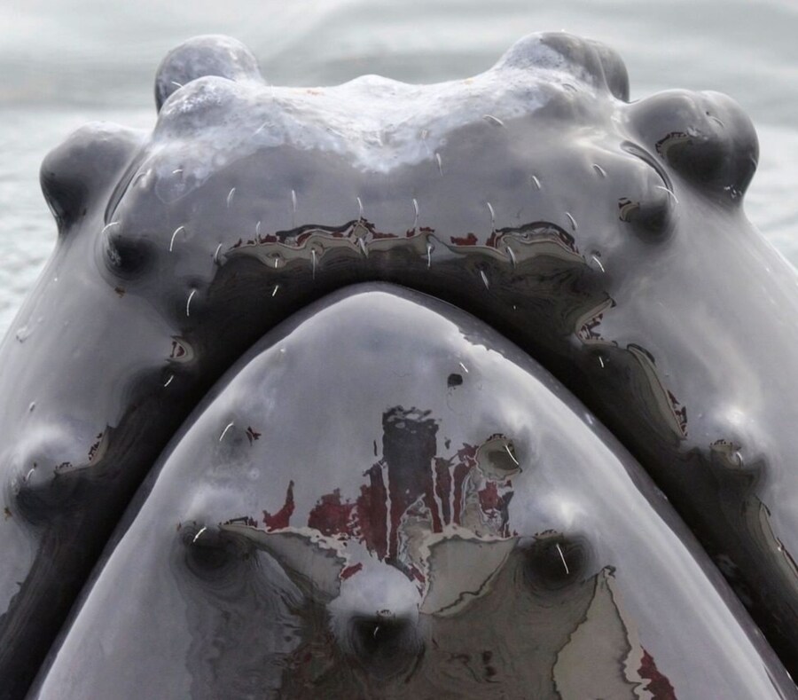 공룡) 티라노 깃털설의 가장 큰 주범_1.jpg