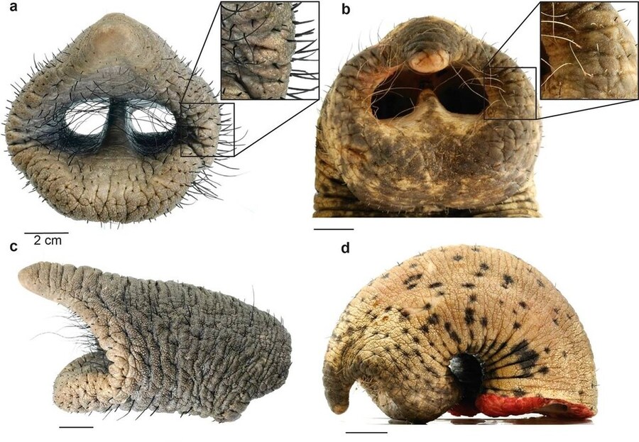 공룡) 티라노 깃털설의 가장 큰 주범_2.jpg
