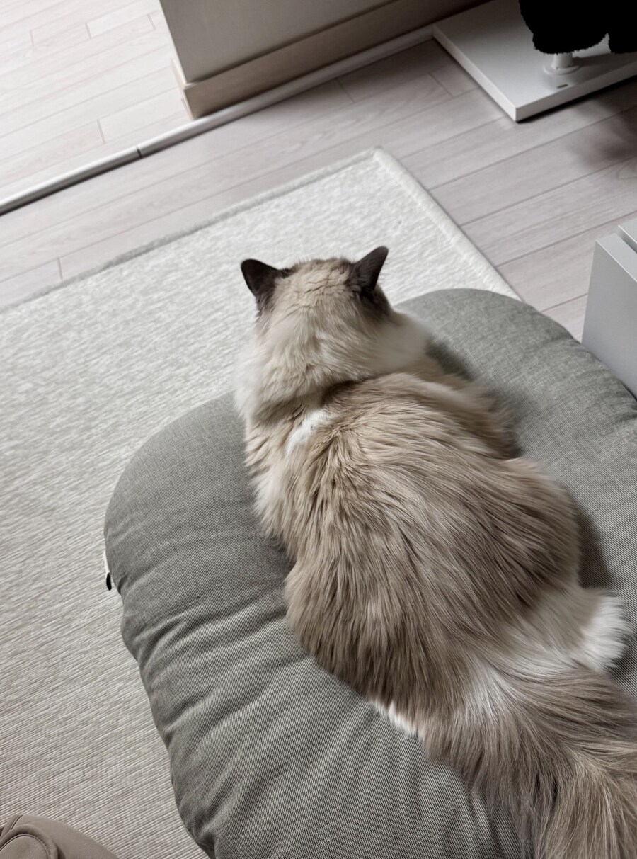 록희의 생일, 산책, 건강검진_13.jpg