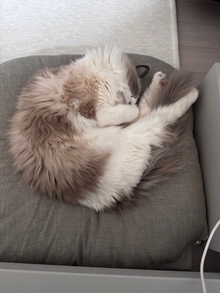 록희의 생일, 산책, 건강검진_19.jpg