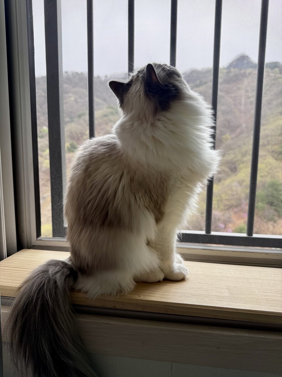 록희의 생일, 산책, 건강검진_20.jpg