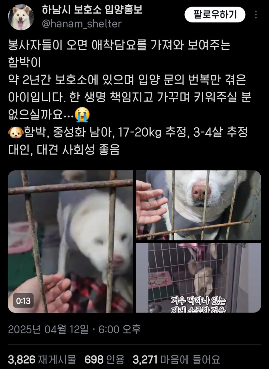 자기가 가장 좋아하는 담요 보여주는 강아지_4.png
