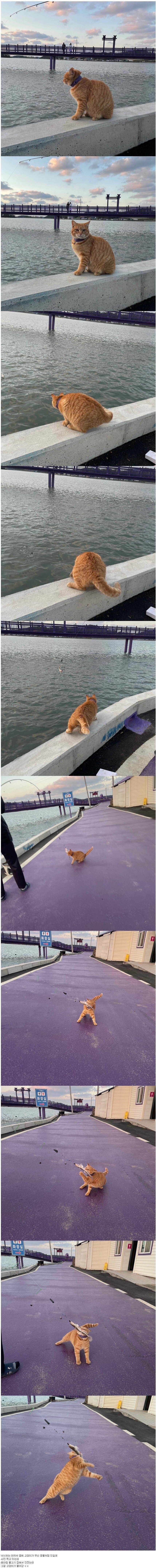 와~! 낚시하는데 고양이가 구경함ㅋㅋ.jpg_1.jpg
