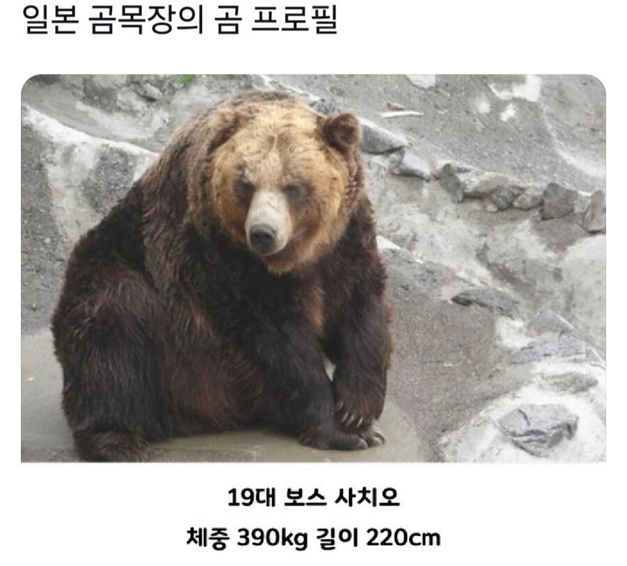 일본 곰 목장의 충격적인 프로필_1.jpg
