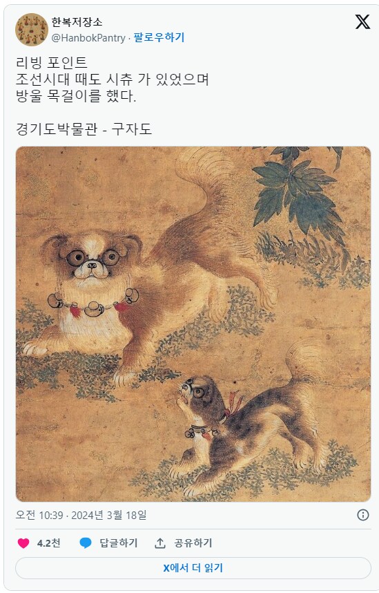 시츄에 대해 많이들 오해하는게 있는데_7.png