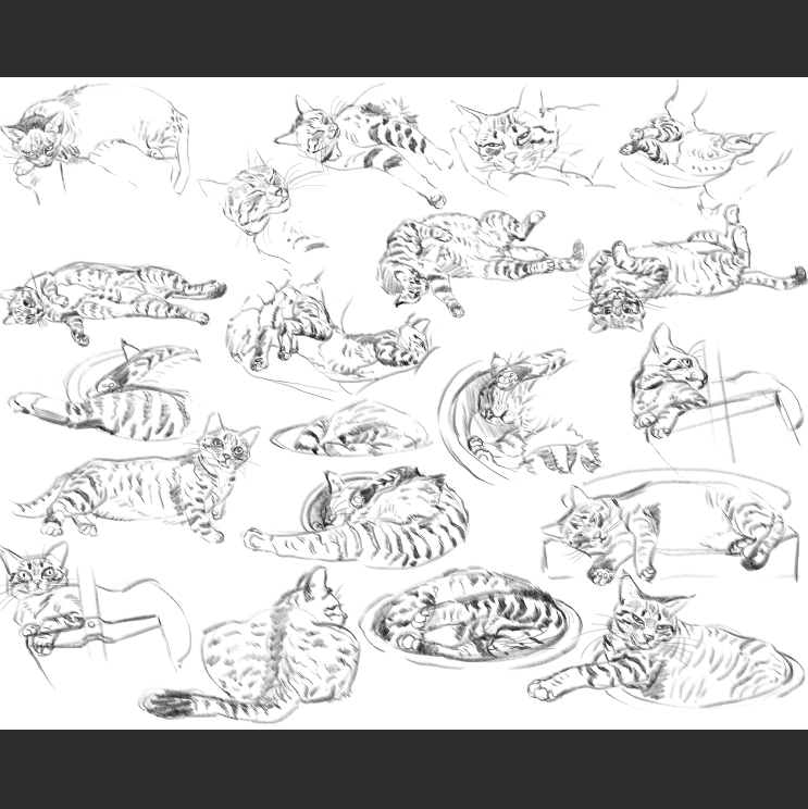 우리집 고등어고양이 보고가셈_14.png