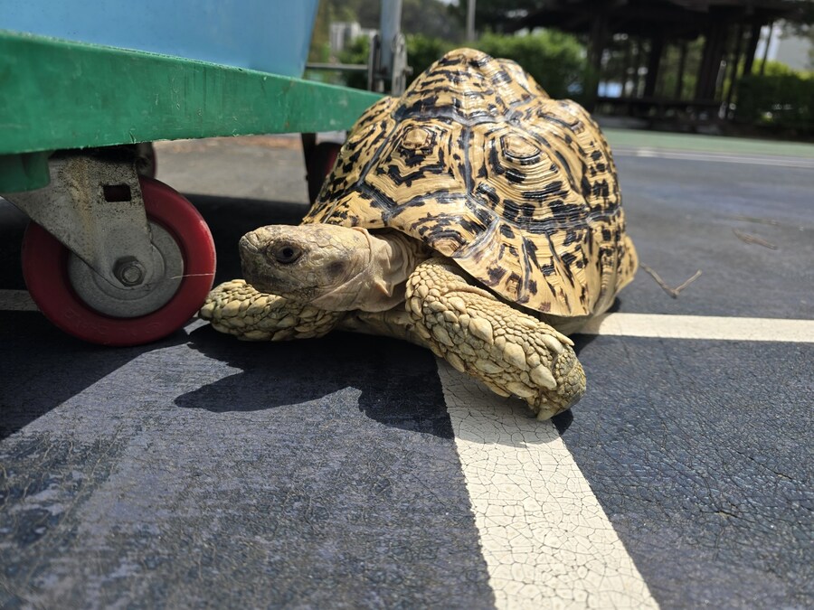 (스압주의)레오파드 육지거북이 골드 대리고 산책 나왔습니다._9.jpg