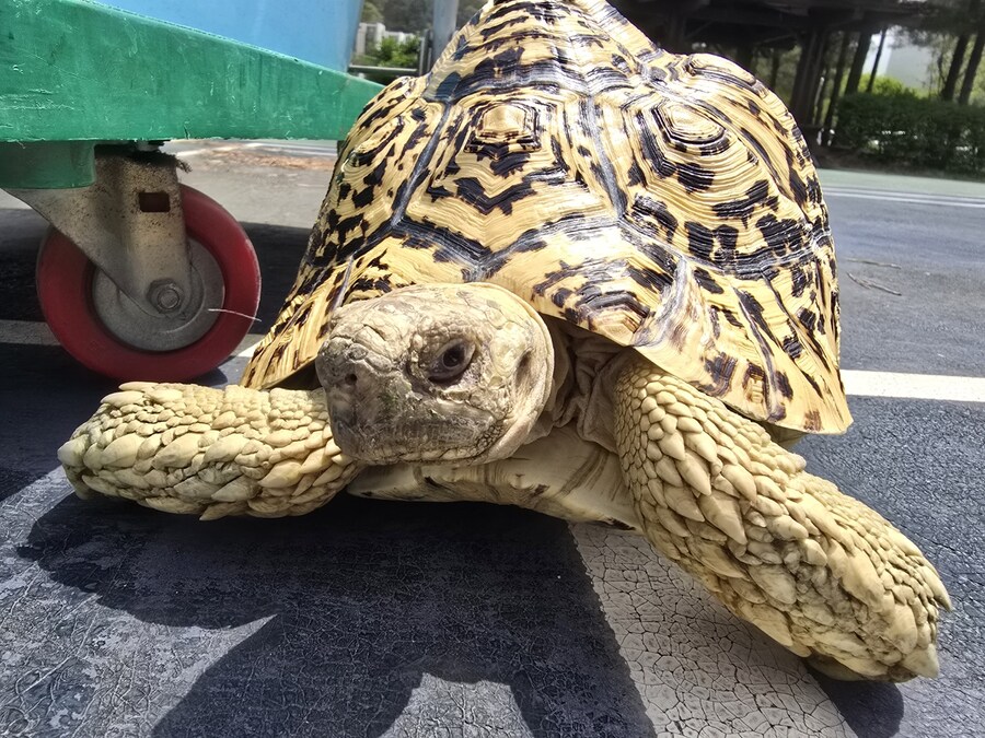 (스압주의)레오파드 육지거북이 골드 대리고 산책 나왔습니다._10.jpg