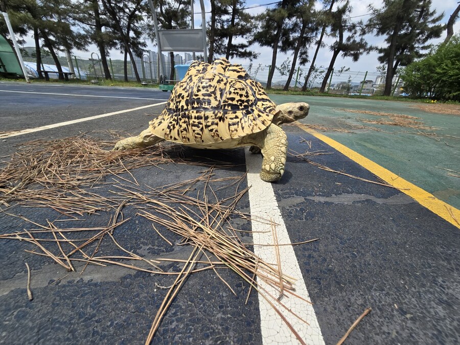 (스압주의)레오파드 육지거북이 골드 대리고 산책 나왔습니다._13.jpg