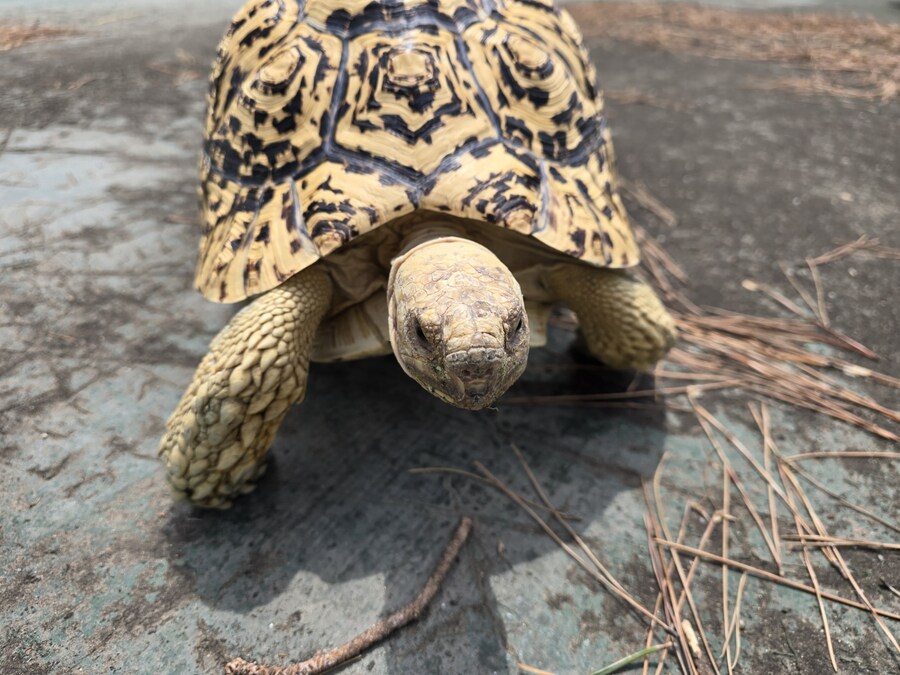 (스압주의)레오파드 육지거북이 골드 대리고 산책 나왔습니다._15.jpg