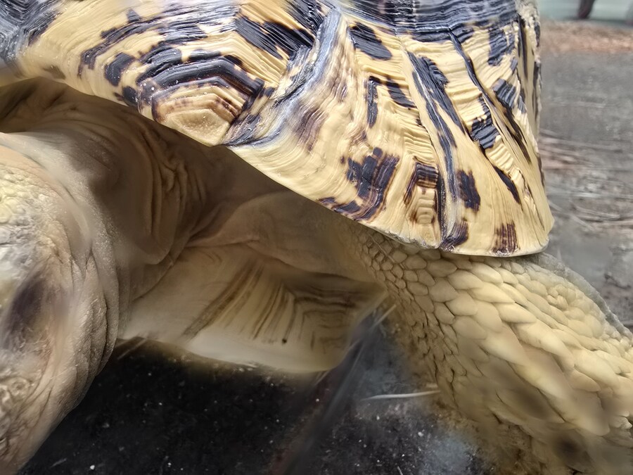 (스압주의)레오파드 육지거북이 골드 대리고 산책 나왔습니다._16.jpg