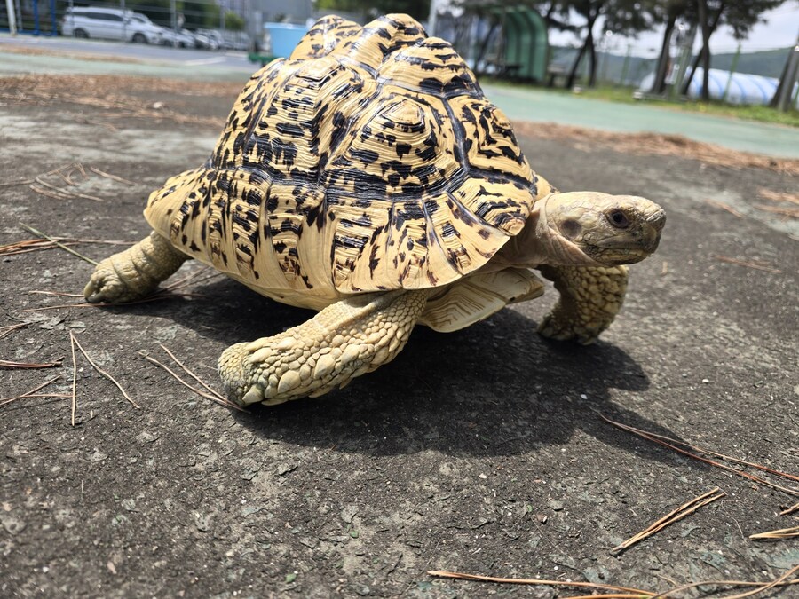 (스압주의)레오파드 육지거북이 골드 대리고 산책 나왔습니다._17.jpg