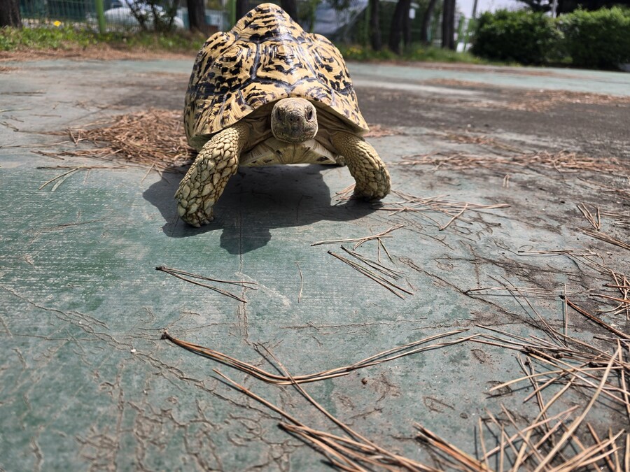 (스압주의)레오파드 육지거북이 골드 대리고 산책 나왔습니다._19.jpg