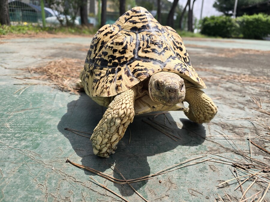 (스압주의)레오파드 육지거북이 골드 대리고 산책 나왔습니다._20.jpg