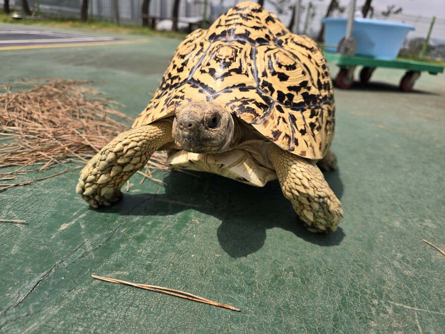 (스압주의)레오파드 육지거북이 골드 대리고 산책 나왔습니다._26.jpg