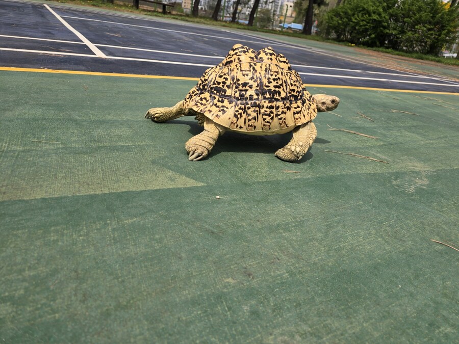 (스압주의)레오파드 육지거북이 골드 대리고 산책 나왔습니다._28.jpg