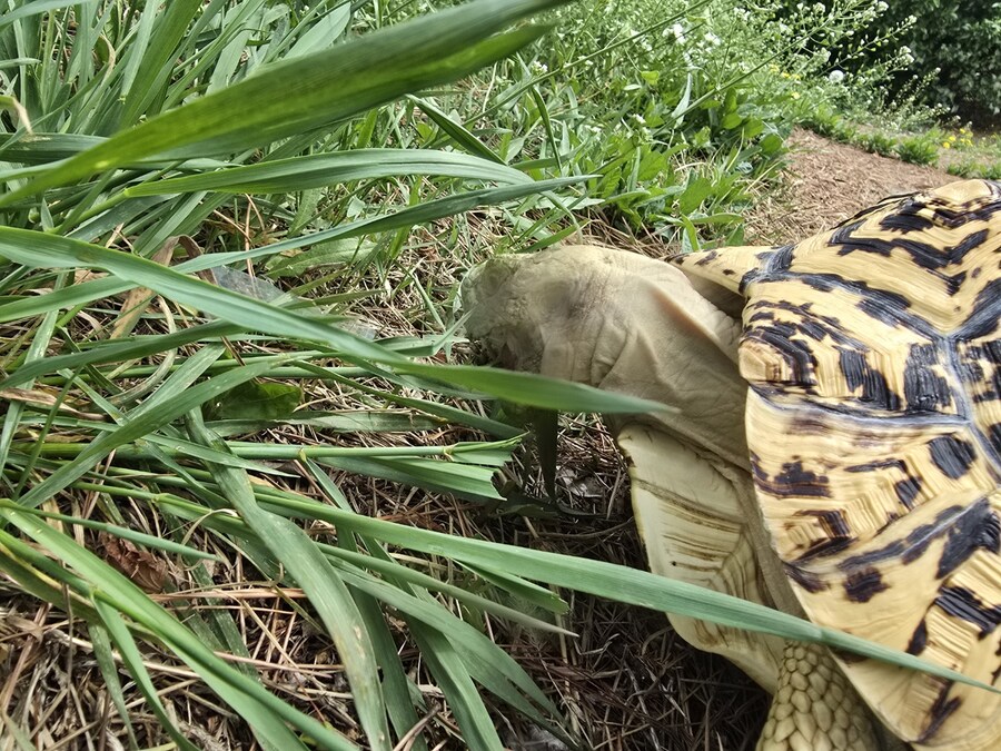 (스압주의)레오파드 육지거북이 골드 대리고 산책 나왔습니다._31.jpg