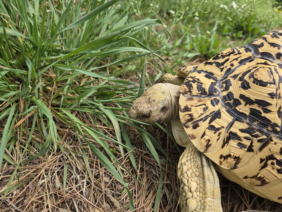 (스압주의)레오파드 육지거북이 골드 대리고 산책 나왔습니다._33.jpg