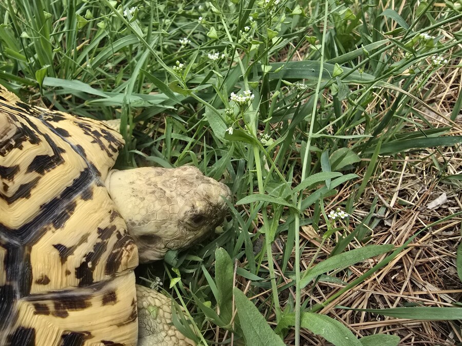 (스압주의)레오파드 육지거북이 골드 대리고 산책 나왔습니다._37.jpg